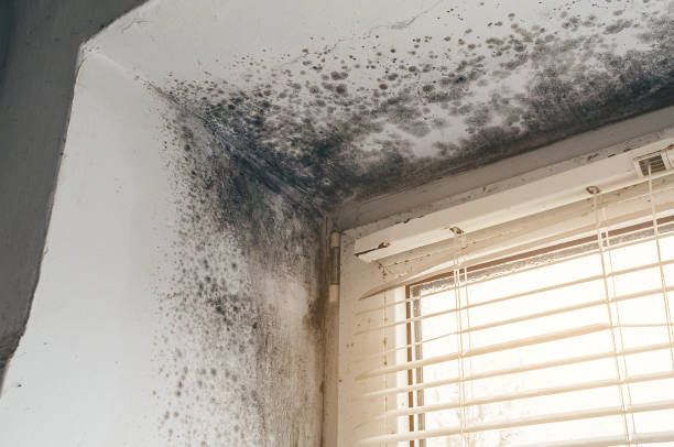 Affordable Basement Mold Removal solutions in Oak Ridge, TN